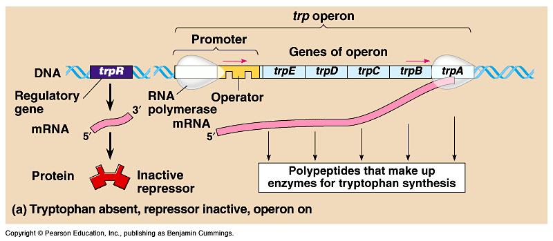 Bacteria group genes together: Operon u genes grouped together with related functions example: all enzymes in a metabolic pathway u promoter = RNA polymerase binding