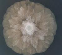 2005 Mycelium