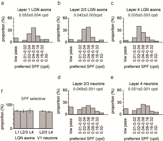 Supplementary Figure 12 Spatial frequency tunings of LGN axons and V1 neurons.