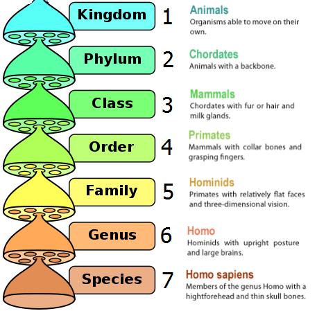 Species and taxonomy Species are capable of breeding to produce living, offspring. We name species using the binomial naming system.