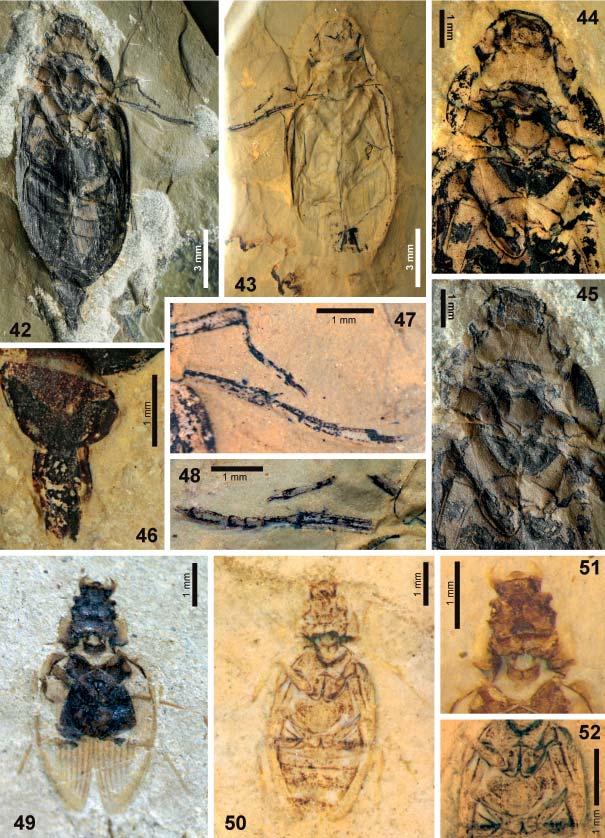 Acta Entomologica Musei Nationalis Pragae, 52(1), 2012 111 Figs. 42 52. Representatives of Hydrophilopsia Ponomarenko, 1986 and Laetopsia gen. nov.