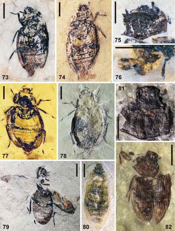 114 FIKÁČEK et al.: Mesozoic fossils of the helophorid lineage (Hydrophiloidea) Figs. 73 82. Representatives of Helophorus, subgenus Mesosperchus Ponomarenko, 1977.