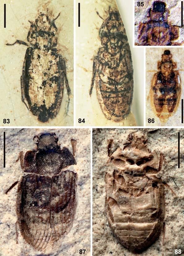 Acta Entomologica Musei Nationalis Pragae, 52(1), 2012 115 83 88. Representatives of Helophorus, subgenera Mesosperchus Ponomarenko, 1977 (83 86) and Mesohelophorus Ponomarenko, 1977 (87 88).