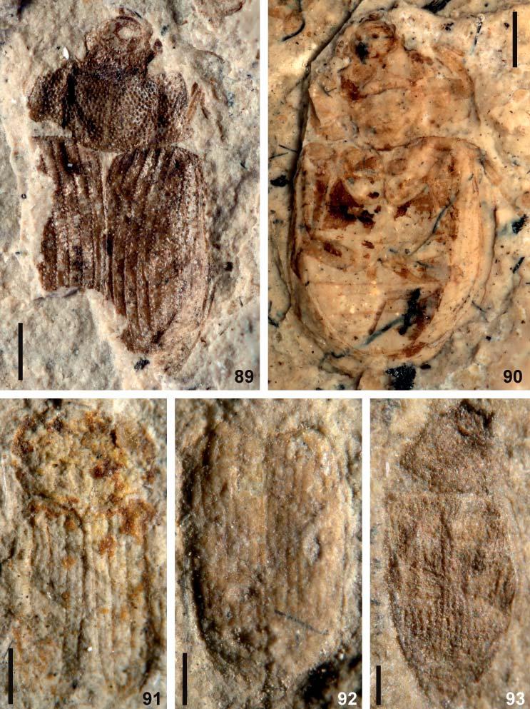 116 FIKÁČEK et al.: Mesozoic fossils of the helophorid lineage (Hydrophiloidea) Figs. 89 93.