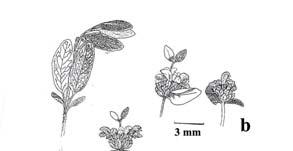 1406 GÜCEL AND YILDIZ Fig. 8. Origanum syriacum var.bevanii a. General appearance, b. Inflorescence, c.