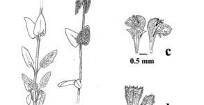 General appearance, b. Flower, c. Calyx Fig. 10. Sideritis cypria a. General appearance, b. Inflorescence, c.