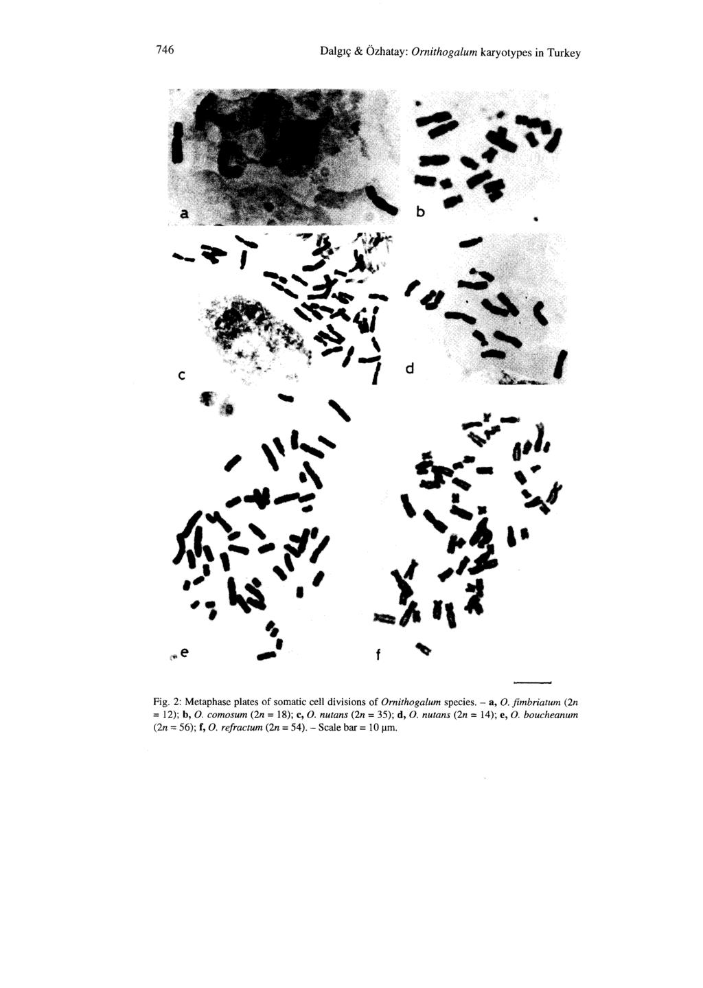 746 Dalglç & Ozhatay: Ornithogalum karyotypes in Turkey f '" Fig. 2: Metaphase plates of somatic celi divisions of Ornithogalum species. - a, O.