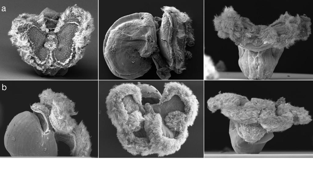 216 Mar Ecol Prog Ser 318: 213 22, 26 Fig. 2. (a) Marseniopsis mollis; (b) Torellia mirabilis. SEM images of hatched veliger larvae, note 4-lobed velum, closing operculum and ciliated foot.
