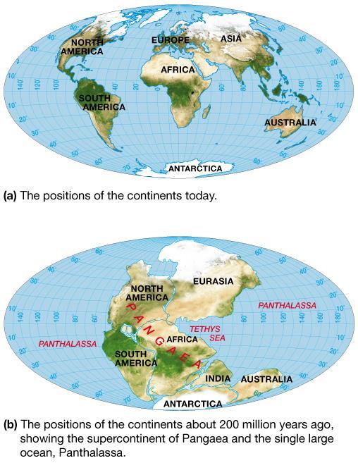Evidence for Continental Drift Wegener proposed Pangaea one large continent