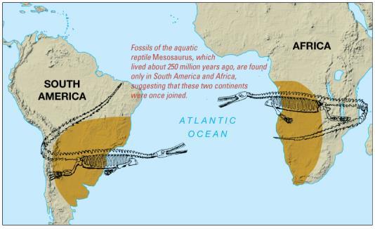 Evidence for Continental Drift Distribution of organisms Same fossils found on continents that today are widely separated Modern organisms with similar ancestries Objections to Early Continental