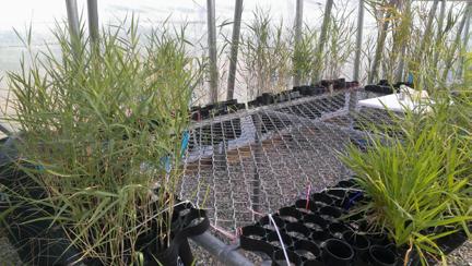 Our main research questions were: - Are there different microbial communities in the different lineages of grass? - Do these microbial communities influence plant productivity?
