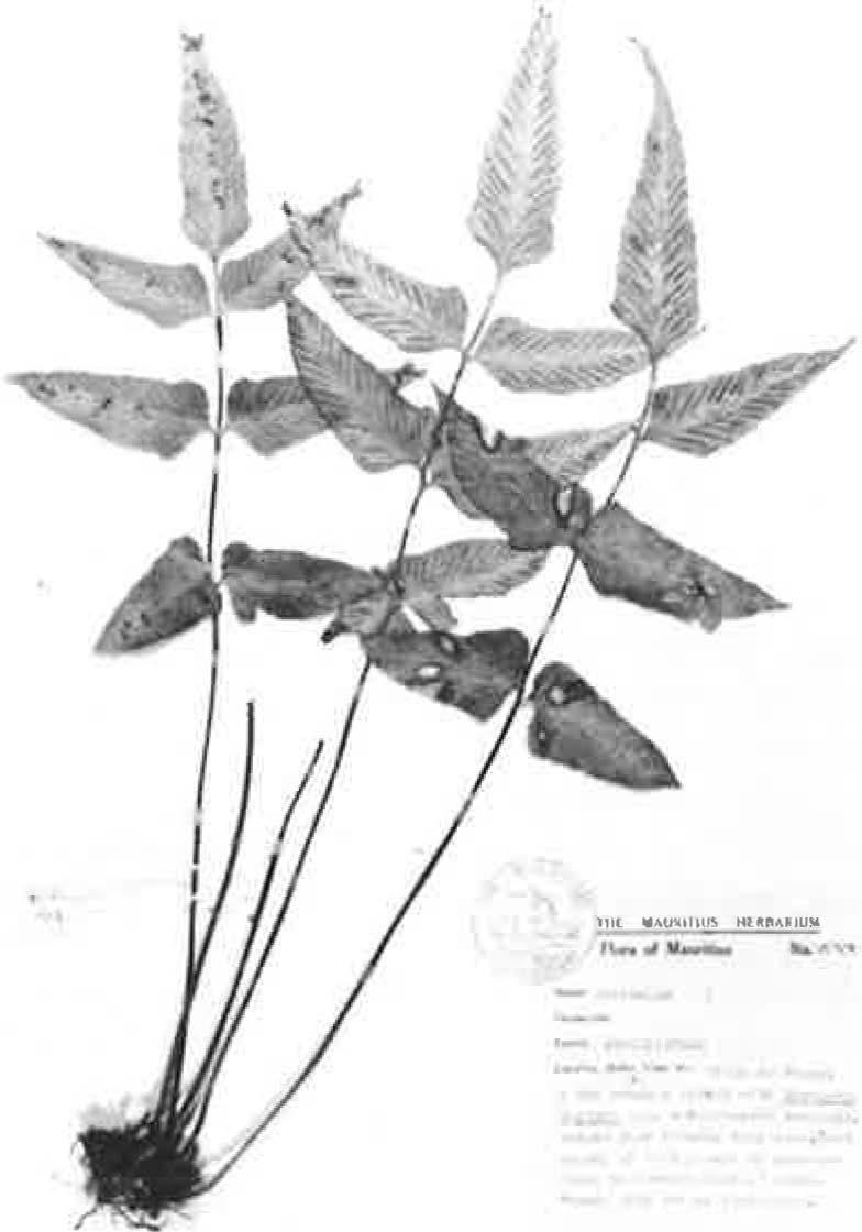 370 FERN GAZETTE: VOLUME 11 PA RT 6 (1978) IOCft\ FIGURE 1. Paratype of Asplenium mauritiensis Lorence from Pi ton du Fouge, Mauritius (alt.ca 650 m).