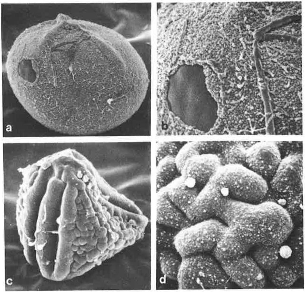QUIRK & CHAMBERS: SPO RE CHARACTERS IN CHEI LA NTHES 397 FIGURE 9. Spores of C. ve/lea and C. ca tanensis : a, C. velfea, type specimen, BM, R.