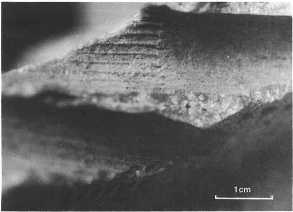 402 FERN GAZETTE: VOLUME 11 PA RT 6 {1978) FIGURE 2. Close-up of imprint of fossil Equisetum showing ridges and nodal sheath. subgenus Hippochaete the fossil evidence is enumerated by Hauke (1963).