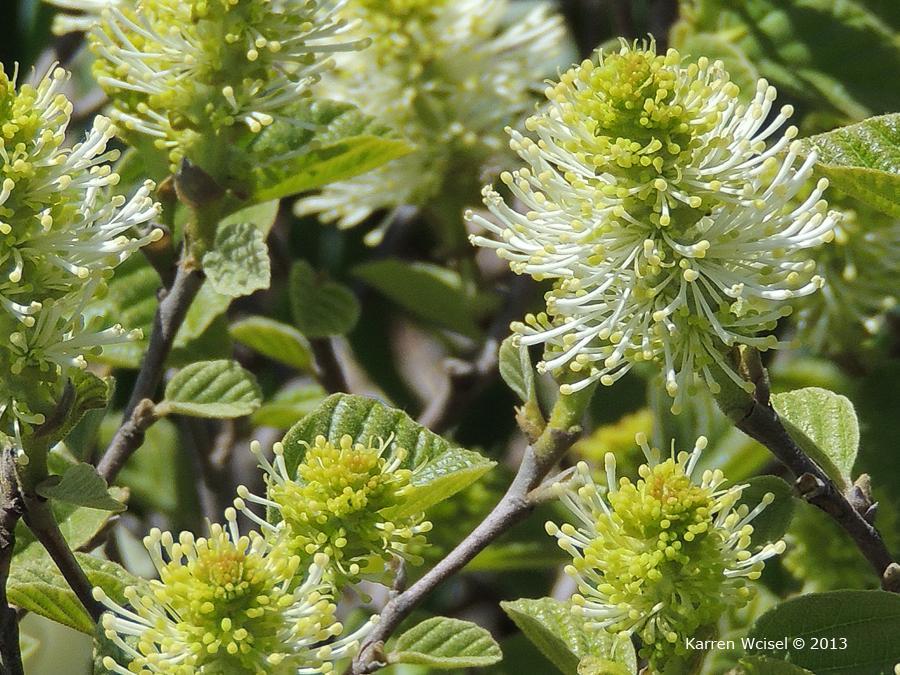Flower: Description: The most outstanding feature of dwarf fothergilla is the beautiful bottlebrush flowers that