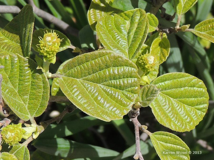 Leaf: Description: Leaves are alternate, simple, and resemble Hamamelis (witchhazel) leaves with which Fothergilla