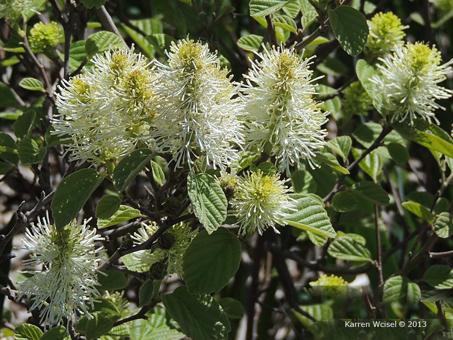 Special ID feature(s): Description: The bottlebrush spring flowers will be the best identification feature for dwarf fothergilla.