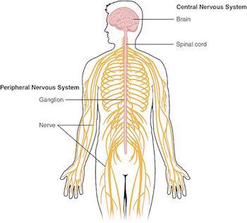 26. Nervous System An organ system that receives information from the