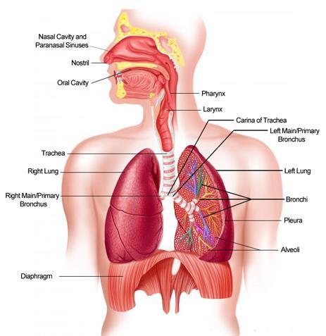 33. Respiratory System An organ system that an animal uses to exchange gases with its