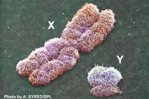 61. Sex Chromosome A pair of