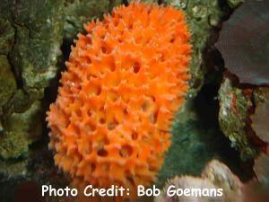 I. Phylum Porifera (sponges; pore bearer ) A.