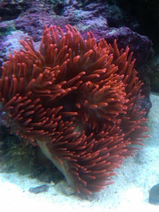 ) a. corals, anemones b.