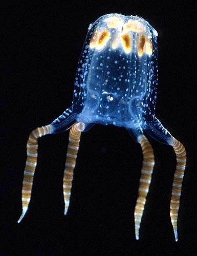 a. true jellyfish b. motile c.
