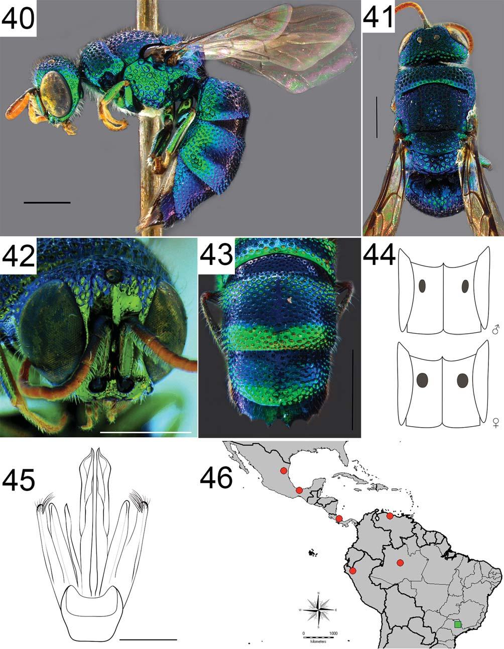 FIGURES 40 46. Ipsiura covillei, paratype. 40. Habitus, lateral view. 41. Dorsum of mesosoma, dorsal view. 42. Head, frontal view. 43. T3, postero-dorsal view. Scale bar = 1 mm. 44.