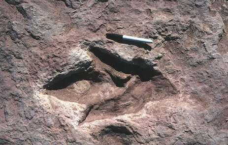 Traces of Creatures in Rock Record Footprints What are some