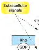 , Nature Reviews (2000) Rho GTPases act as molecular switches to