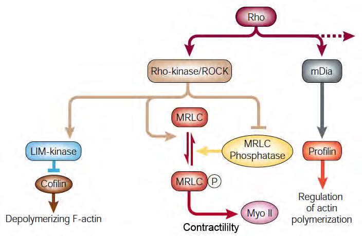 / 4/1 Rho-GTPase signaling regulates MRLC