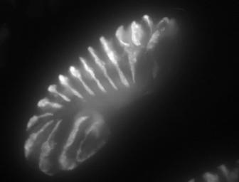 / 4/1 What is morphogenesis? Dorsal closure and head involution in Drosophila http://www.celldynamics.