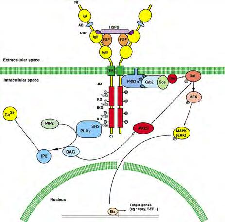FGF s Fibroblast Growth Factor signalling drives primary branching - a large family of secreted polypeptide growth factors (22 in humans, 3 in Drosophila) FGF receptors (FGFR s) - receptor tyrosine