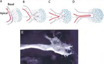 FGF induces tracheal cell migration Bnl/FGF induces migration of two tip cells in
