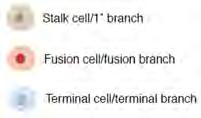 Secondary branching - ~ 10 h AEL ~ 24 unicellular secondary branches/hemisegment begin to sprout out from primary branches, at stereotypical locations - from ~10-12 h AEL, fusion cells will fuse with