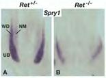 Signaling within the epithelium - Sprouty function is conserved