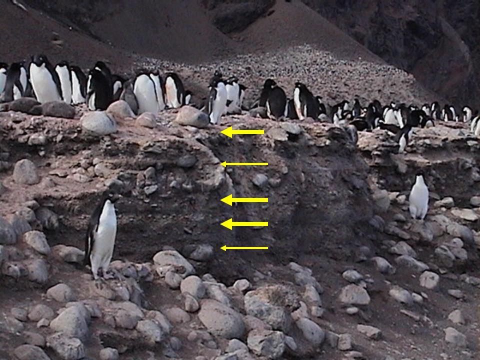 There are many penguin mummies and old bones in the Antarctic because it is so very cold and dry. Any dead thing becomes freeze-dried.