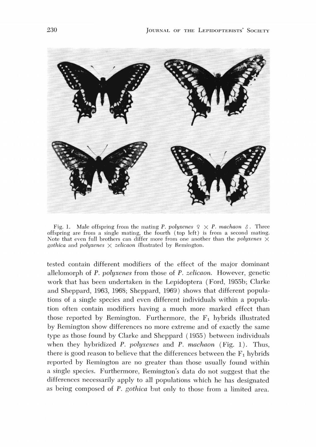 230 JOURNAL OF THE LEPIDOPTERISTS' SOCIETY Fig. 1. Male offspring from the mating P. polyxenes «X P. machaon ~. Three offspring are from a single mating, the fourth (top left) is from a second mating.