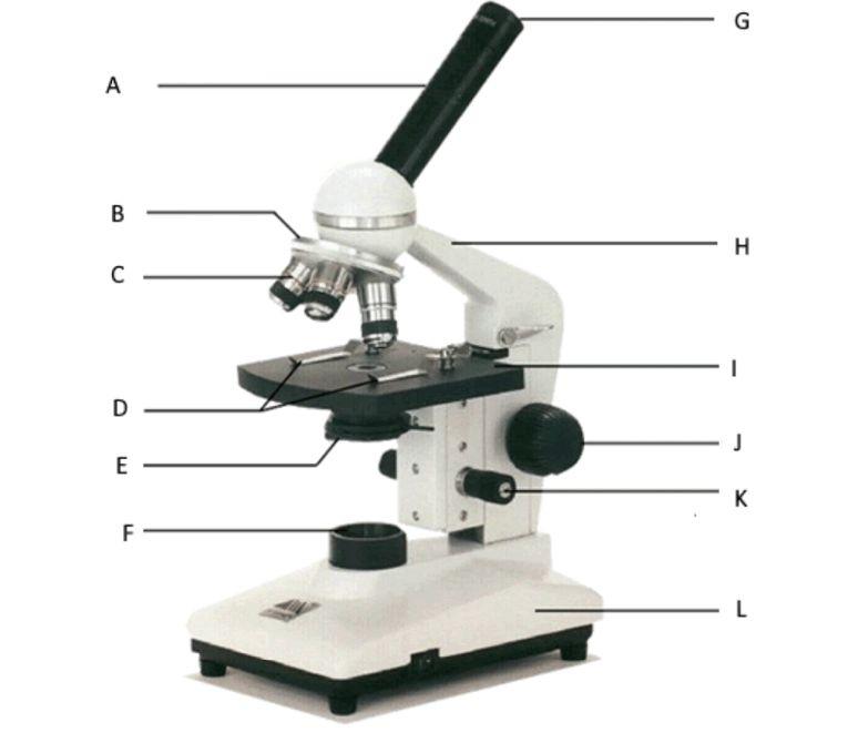 Part 1: Microscopes Names the following structures (A-L) its function (12 points,
