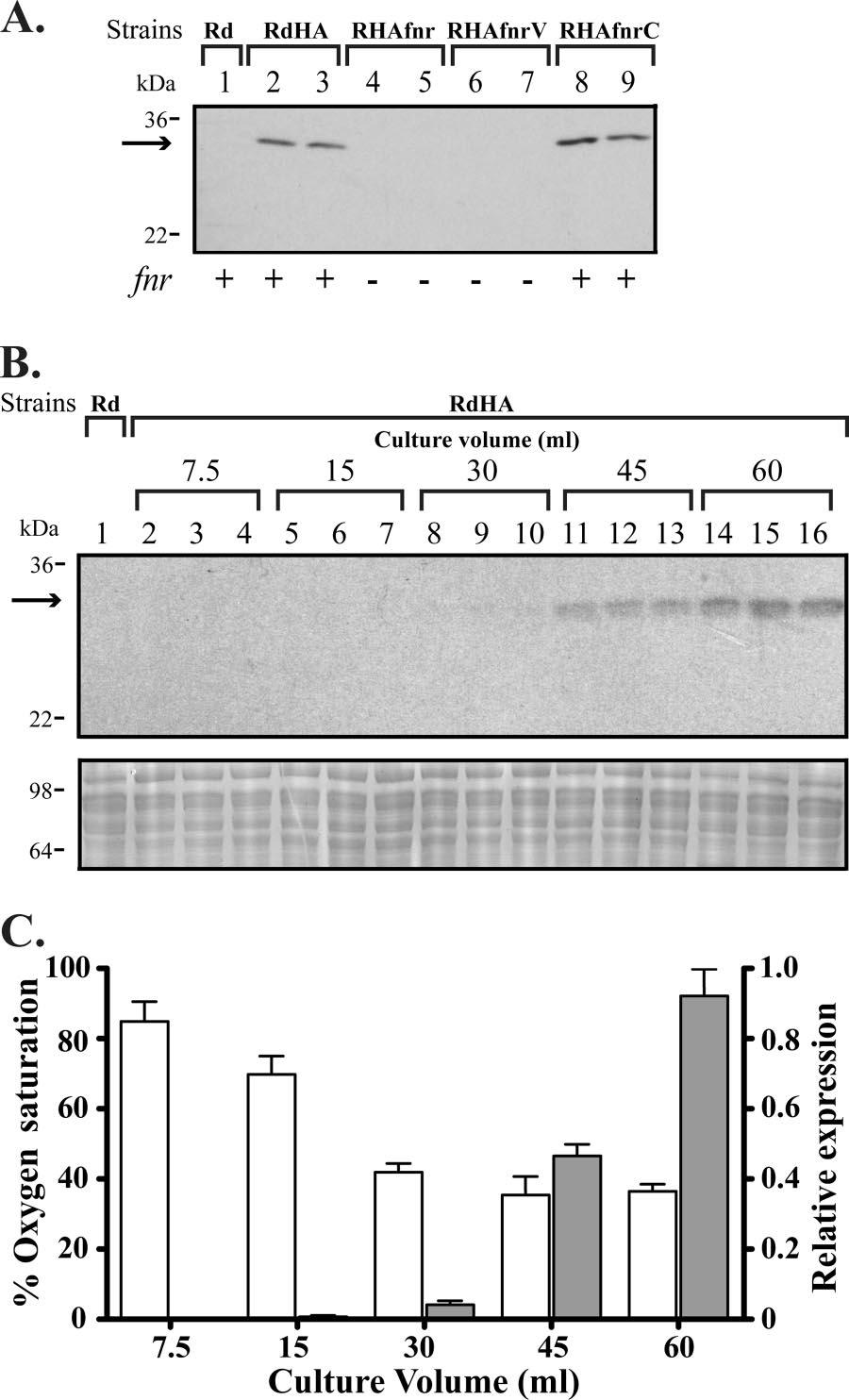 VOL. 77, 2009 FNR AND ytfe IN H. INFLUENZAE RNS RESISTANCE 1951 FIG. 2. Modulation of nrfa reporter fusion expression by FNR and oxygen availability.