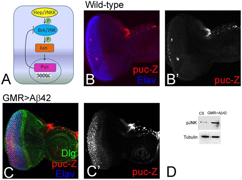 staining in wild-type (served as control), GMR.Aß42, GMR.Aß42+P35 and GMR.Aß42+puc. Note that blocking JNK signaling (GMR.Aß42+puc) exhibit strong rescue of the neurodegenerative phenotype of GMR.