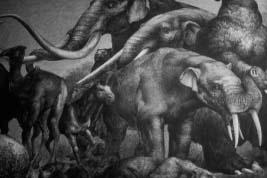 Past Mass Extinctions Effects Evolutionary impacts: : debate about the role of mass extinction events in spurring new evolutionary directions and opportunities.