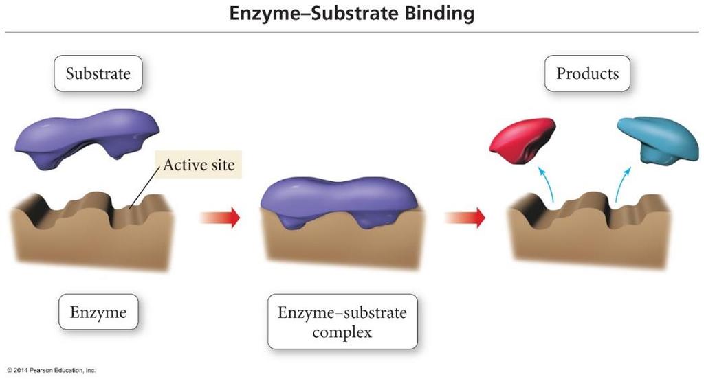 ENZYME CATALYSIS Enzymes are the catalysts of biological organisms. Enzymes are large protein molecules that are highly specific sites in their structure, called active sites.