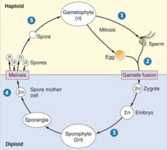 The stage that produces spores is the Sporophyte generation. It is diploid. In most plants, the diploid sporophyte generation is dominant. In mosses, the gametophyte dominates.