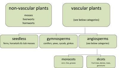 No phyla, rather plants are organized into 12 divisions.