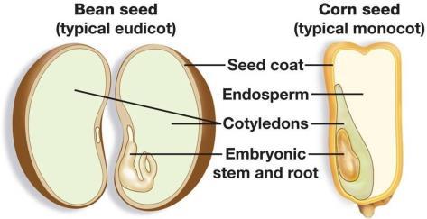 Pollen is produced by the stamen.
