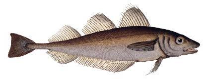 Sediment Whiting Indian