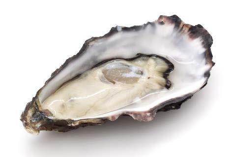 Impact studies relevant to the food industry Oysters (Crassostrea gigas) Reproduction is affected by