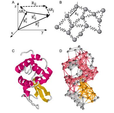 Proteins can be modeled as an ensemble of