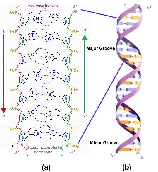 It is this linear sequence of nucleotides that make up the primary structure of DNA or RNA.